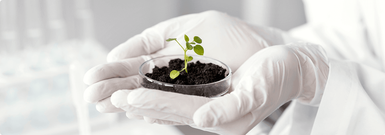 Value creation - Aerial view of agricultural transformation