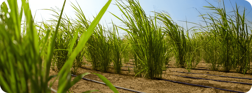 Tierris Unveils Revolutionary Nano-Biotechnology Platform Transforming Degraded Land into Productive Agricultural Ecosystems