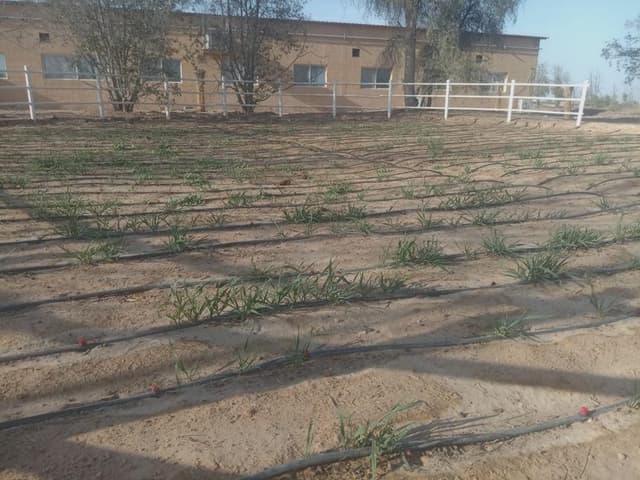 Desert to Farmland Transformation