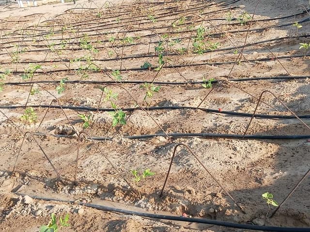 Desert to Farmland Transformation