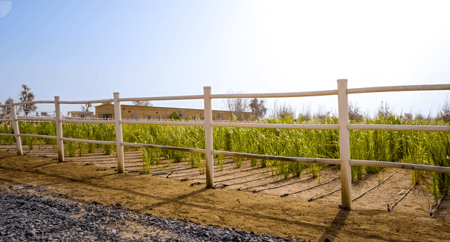 Desert to Farmland Transformation