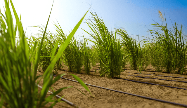 Desert to Farmland Transformation