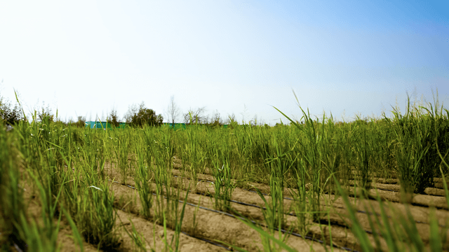 Desert to Farmland Transformation