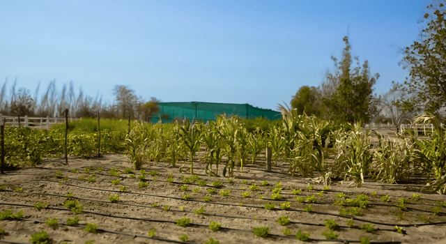 Desert to Farmland Transformation