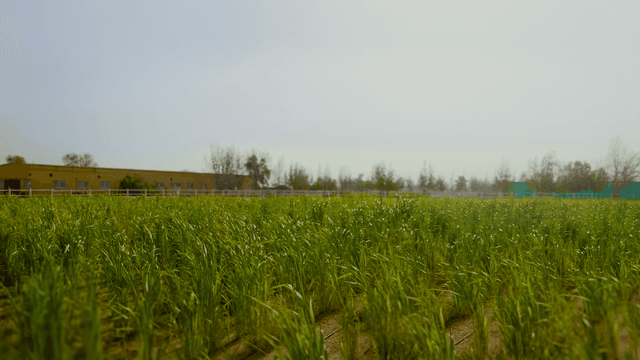 Desert to Farmland Transformation